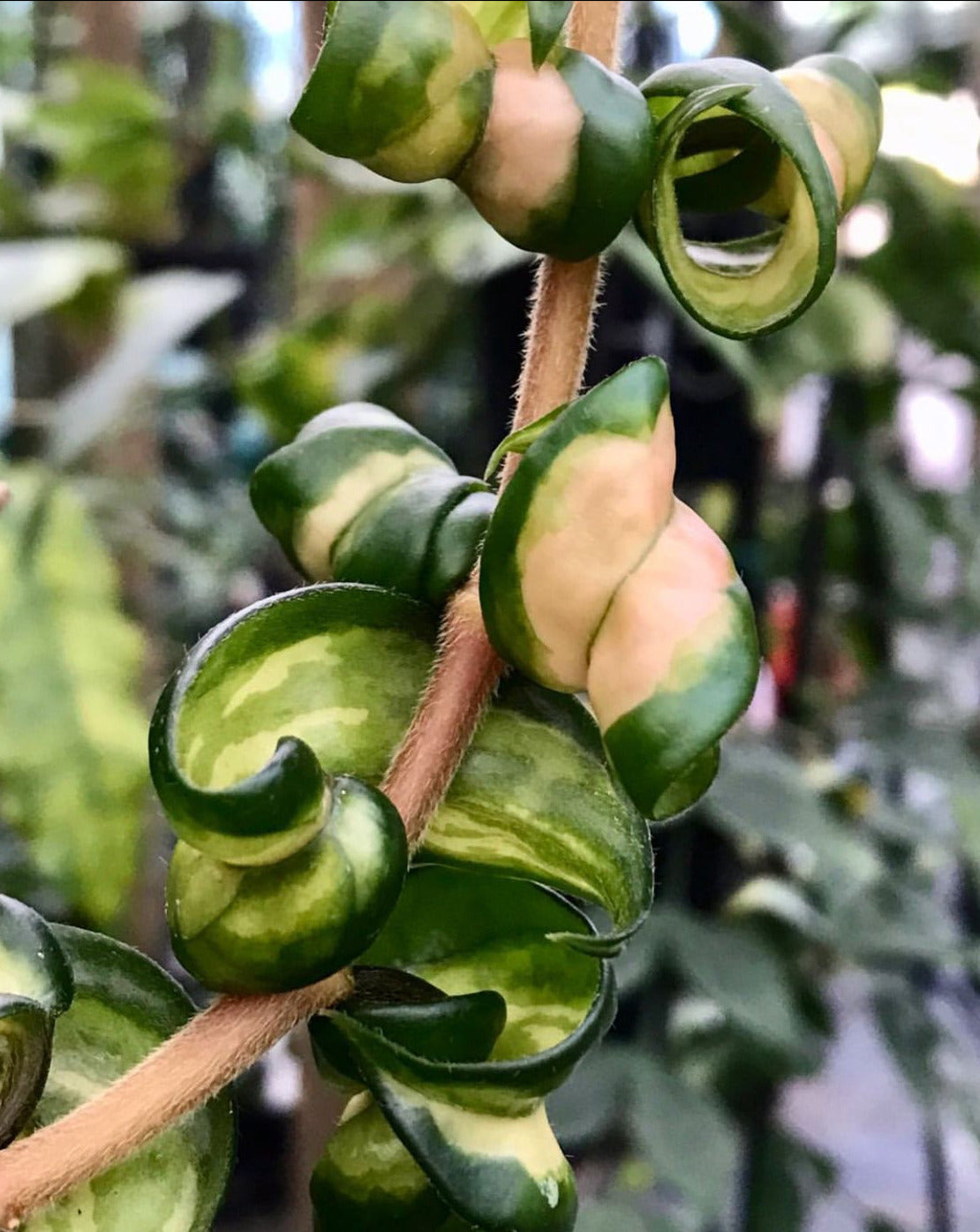 Hoya compacta Indian Rope - inside variegate H42