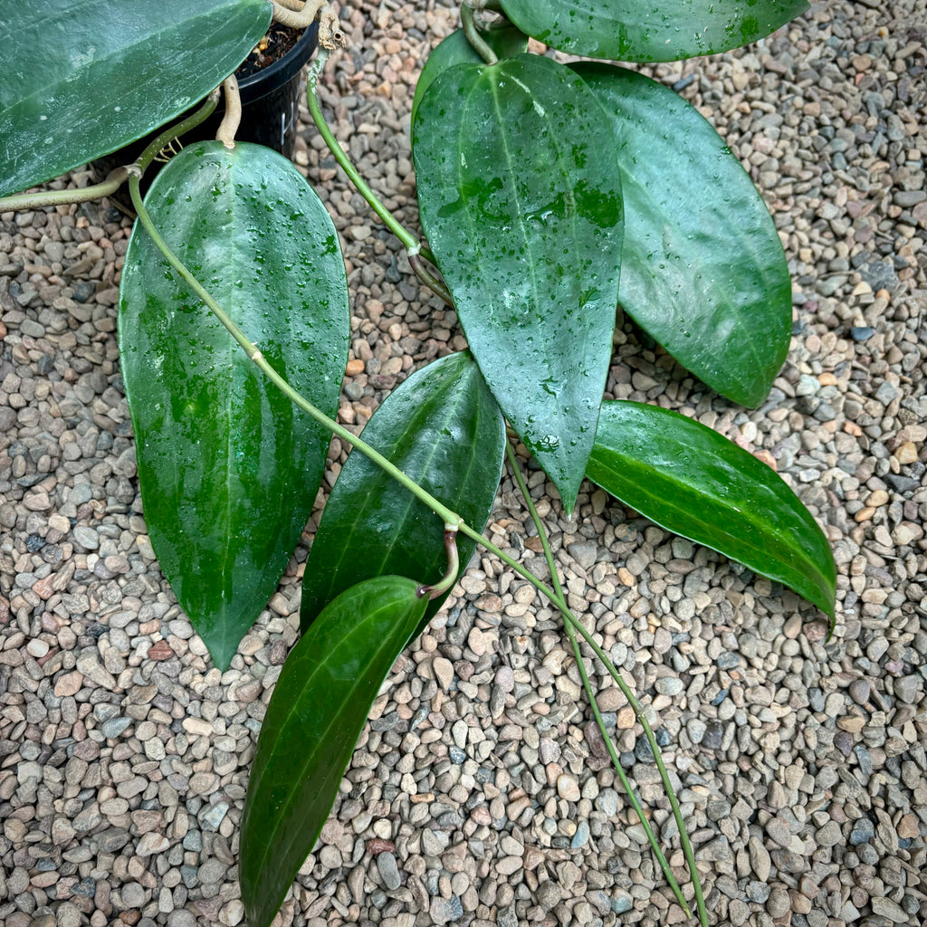 Hoya latifolia Java 0161 H269