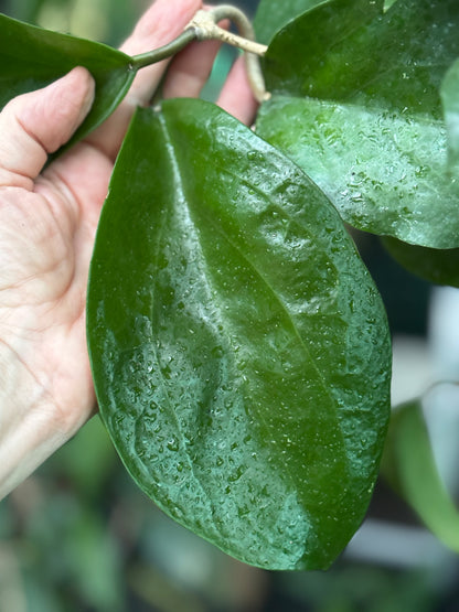 Hoya surigaoensis IML 1693 H85