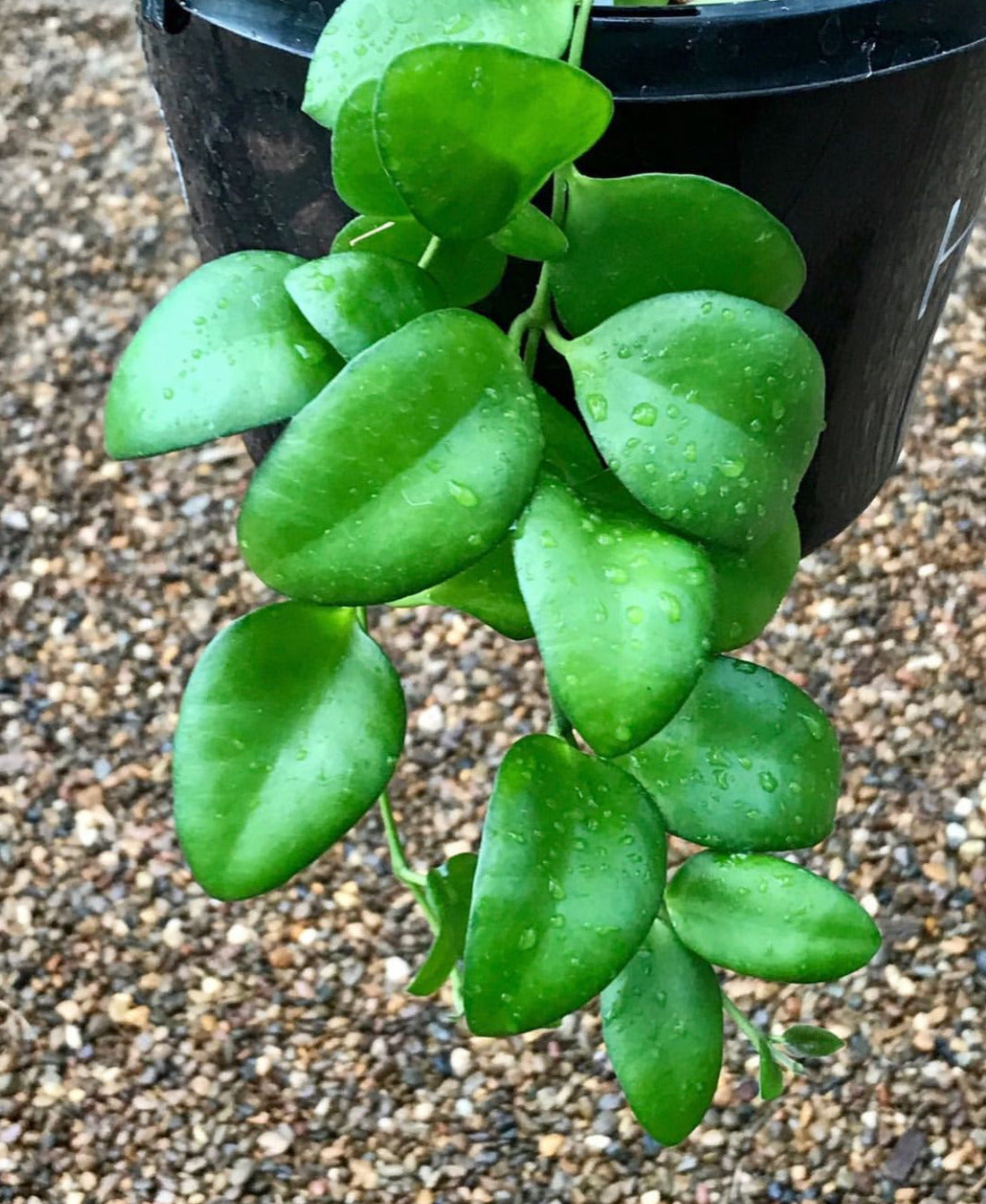 Hoya myrmecopa IML 1375 H280