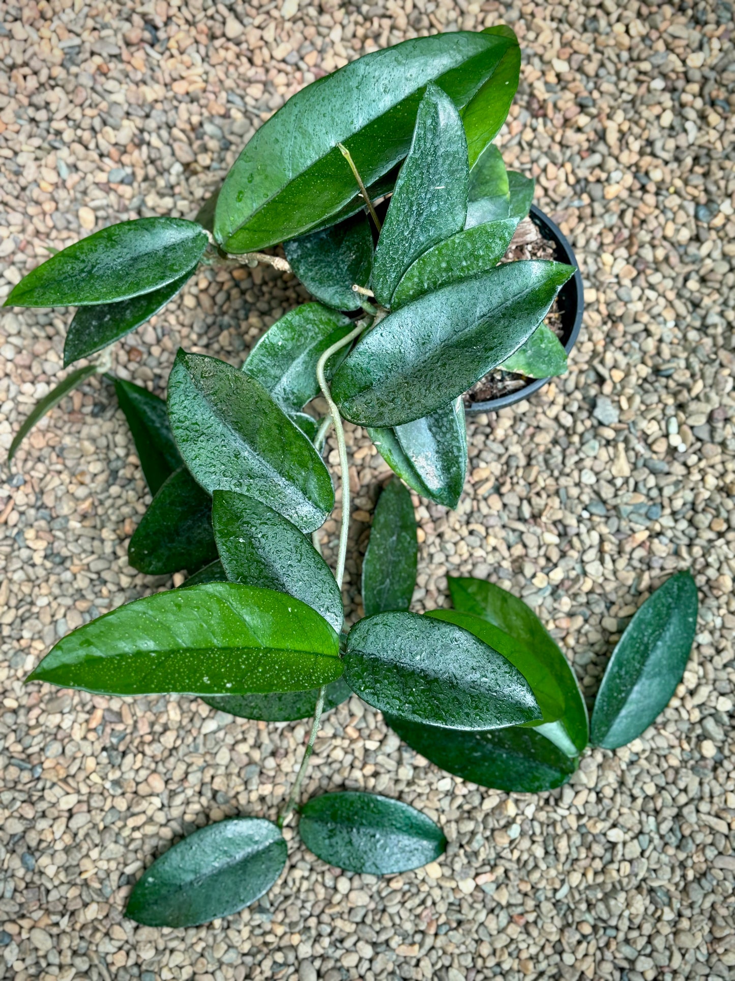 Hoya dasyantha H307