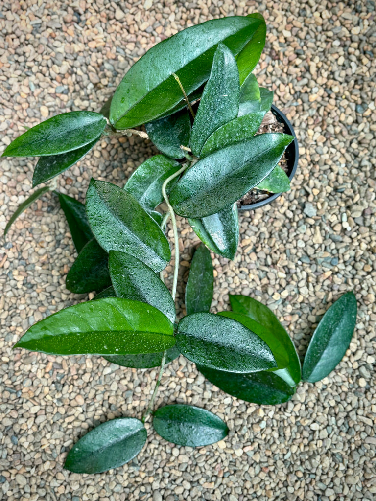 Hoya dasyantha H307
