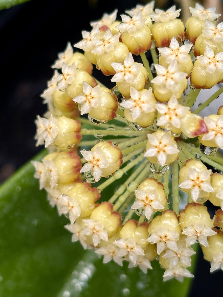 Hoya incrassata Philippines IML 0187 H35