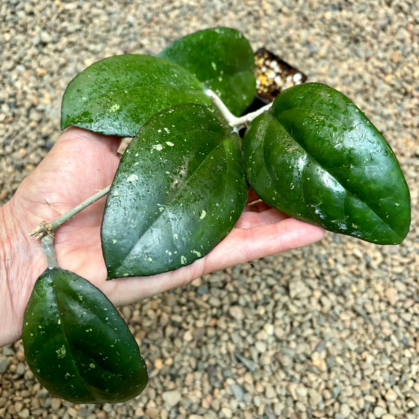 Hoya 'Joy' H470