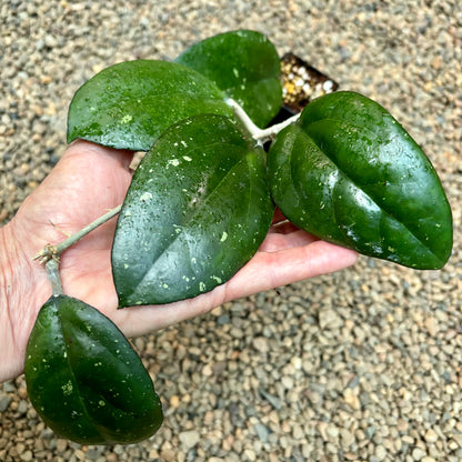 Hoya 'Joy' H470