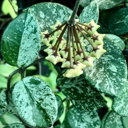 Hoya 'Mathilde' (splash) H292
