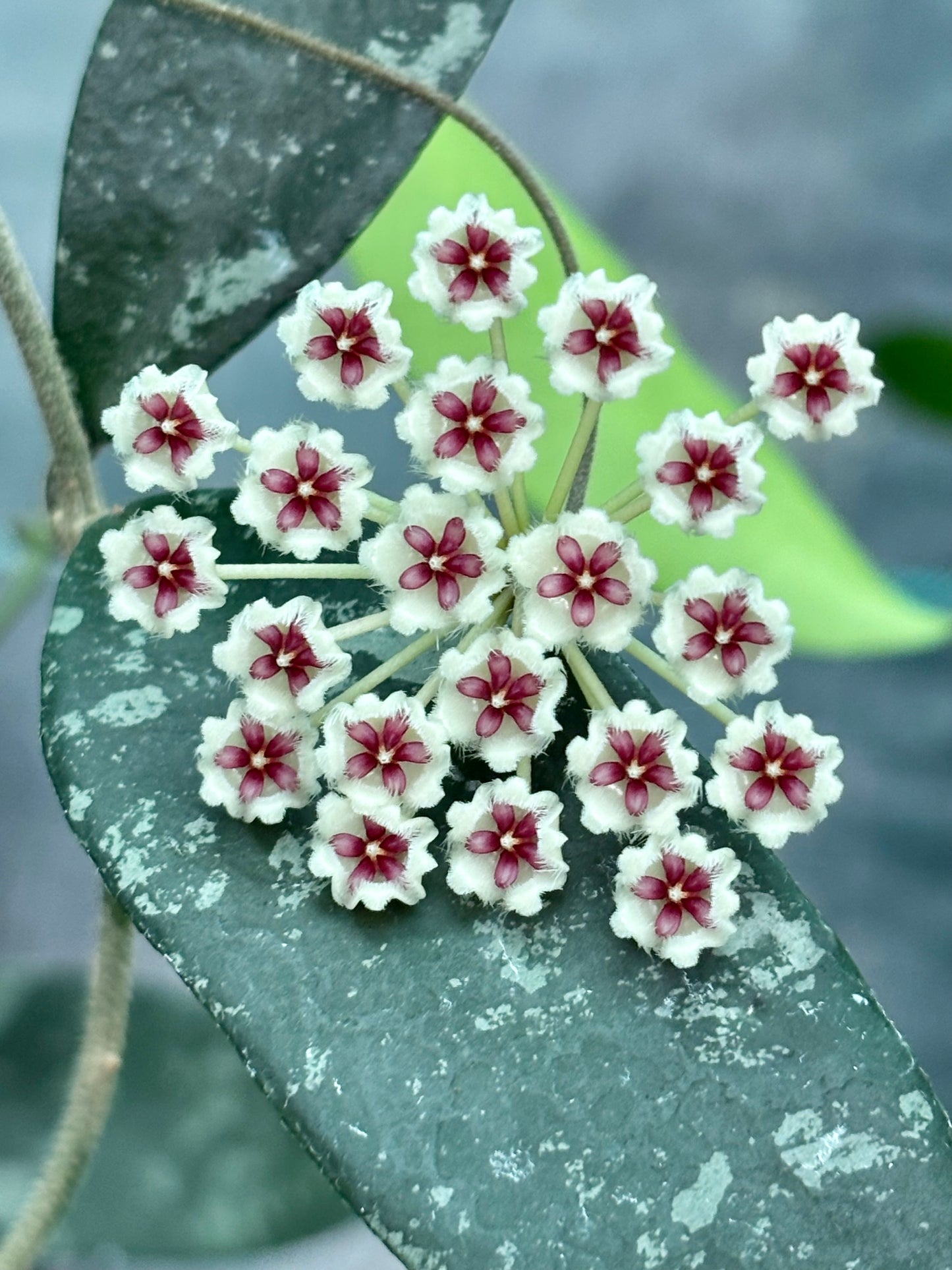 Hoya phuwaensis H317