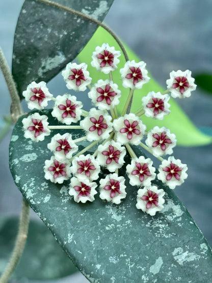 Hoya phuwaensis H317