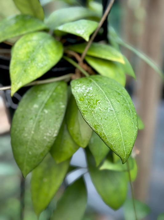 Hoya erythrostemma (white) IML 1428 H230