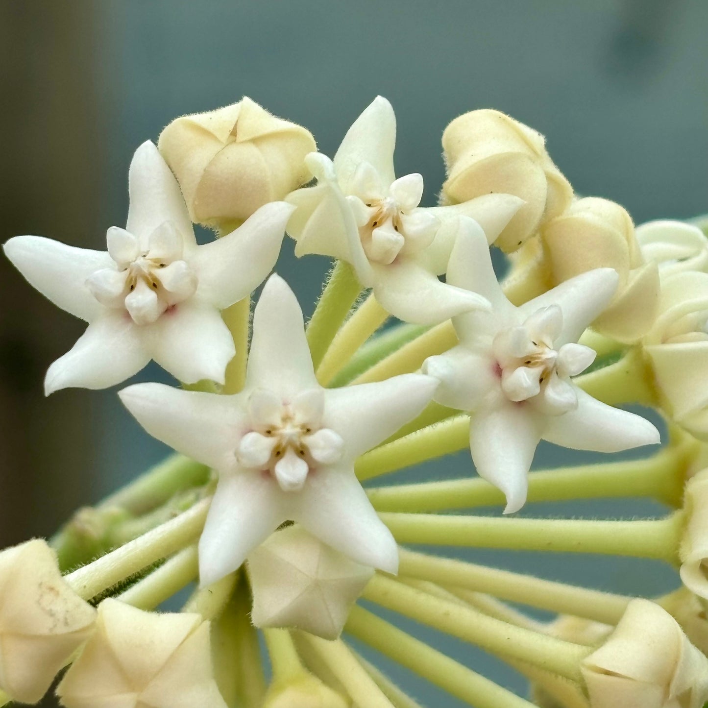 Hoya australis ssp. rupicola IML 1754 H198