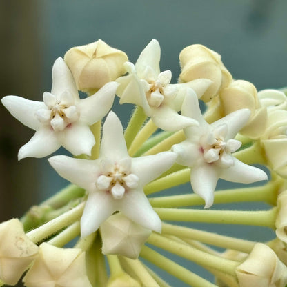 Hoya australis ssp. rupicola IML 1754 H198