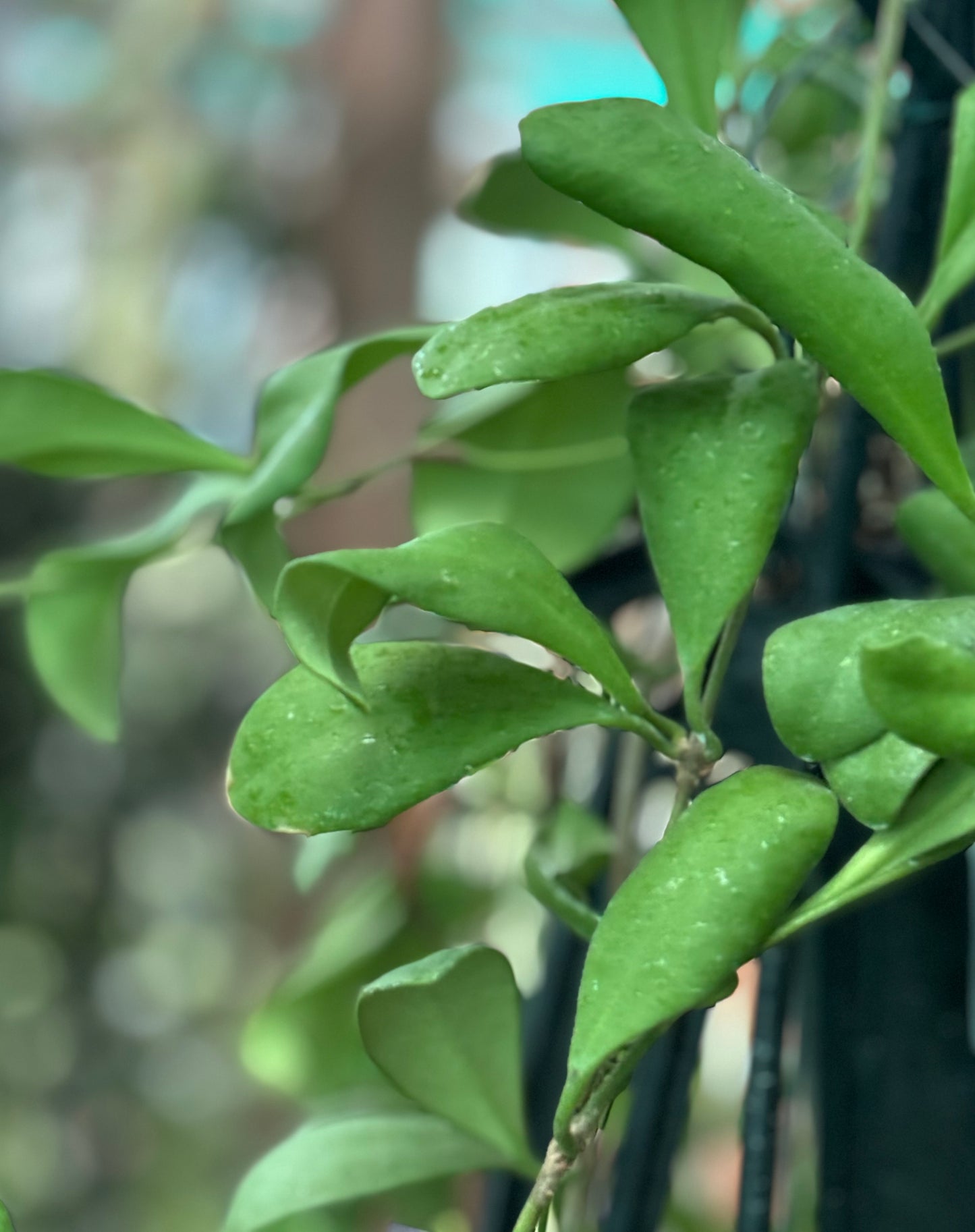 Hoya andalensis IML 1836 H93