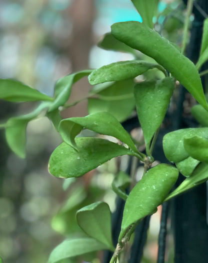 Hoya andalensis IML 1836 H93