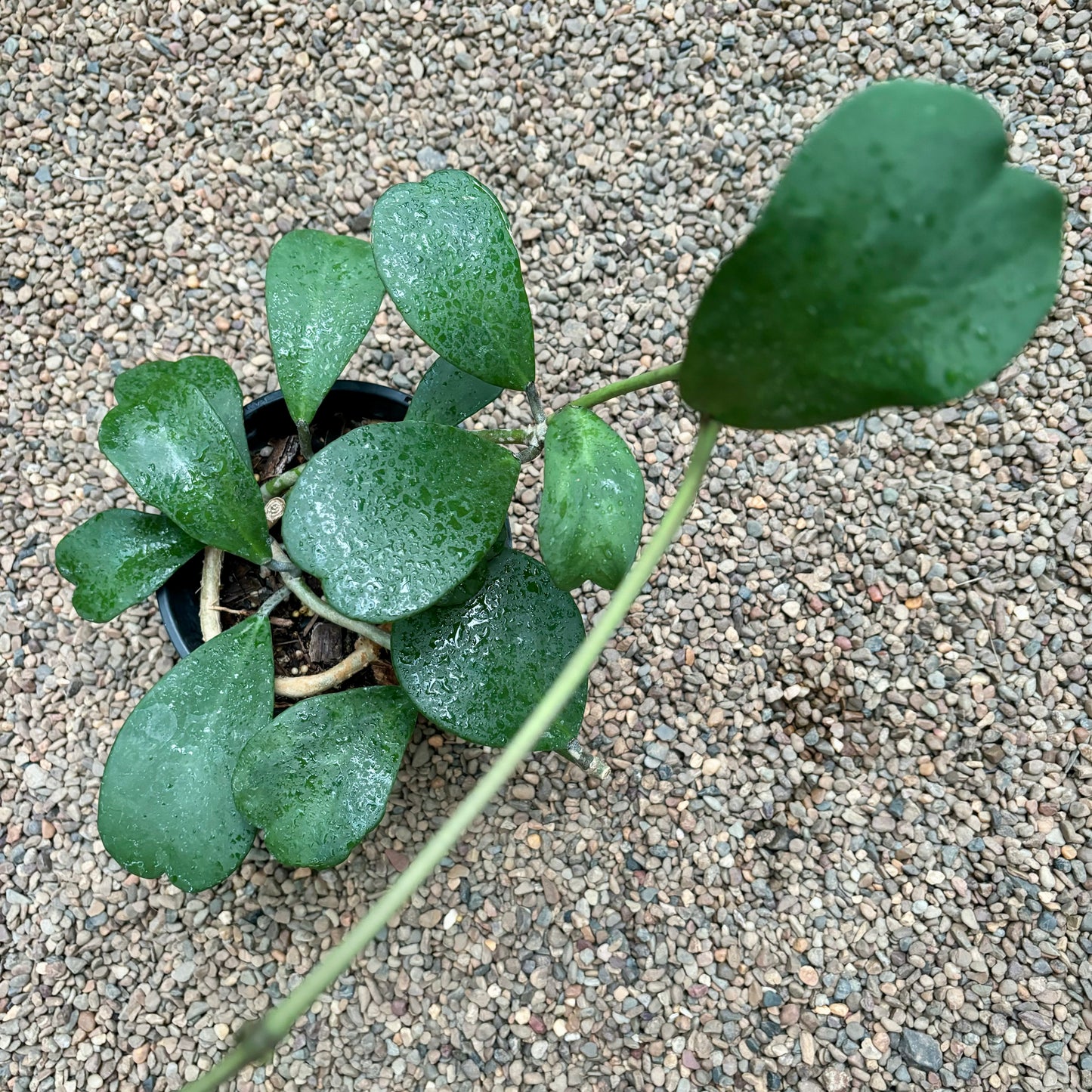 Hoya kerrii H44