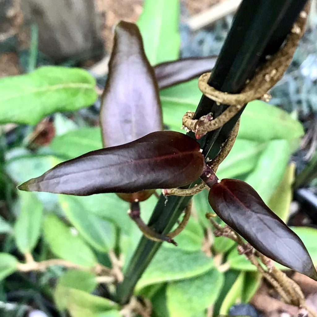 Hoya ilagiorum H183