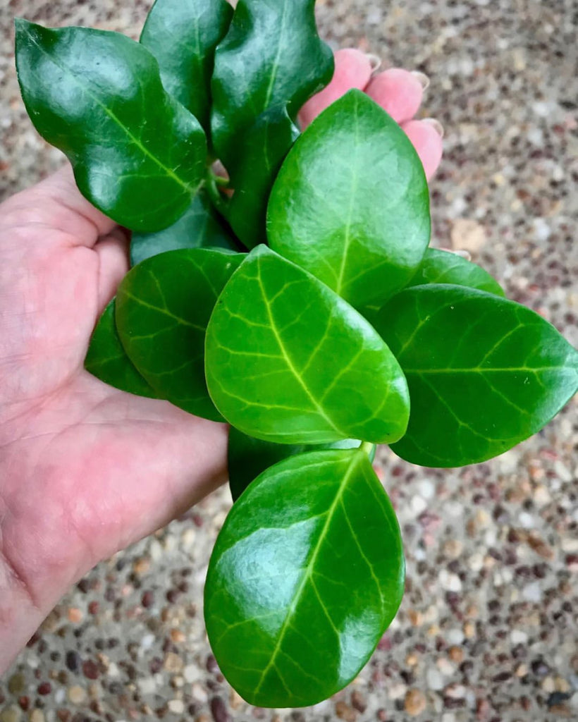 Hoya obscura IML 1003 H68