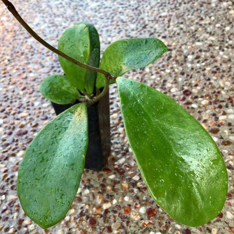 Hoya excavata IML 1007 H59