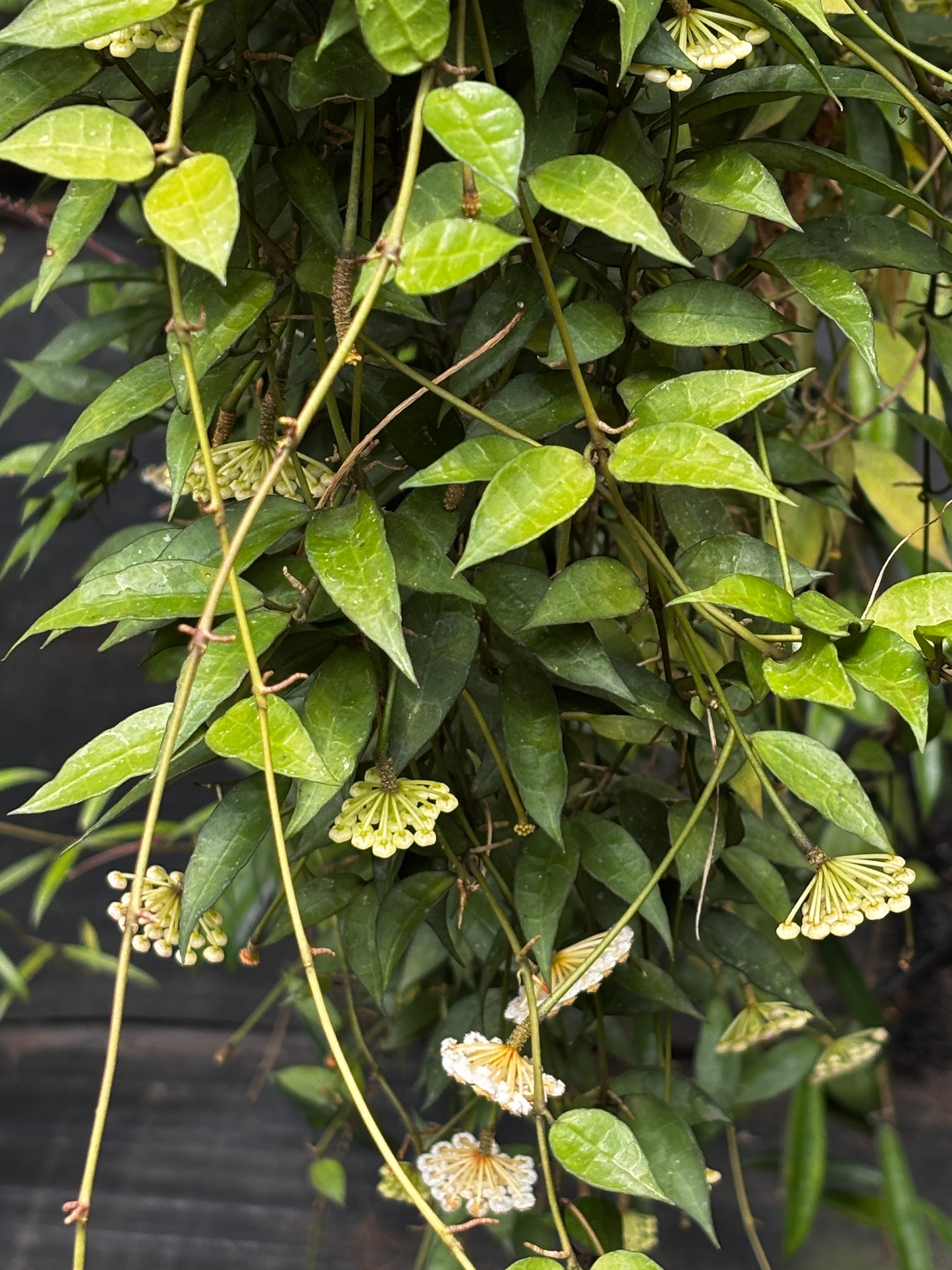 Hoya lacunosa H13