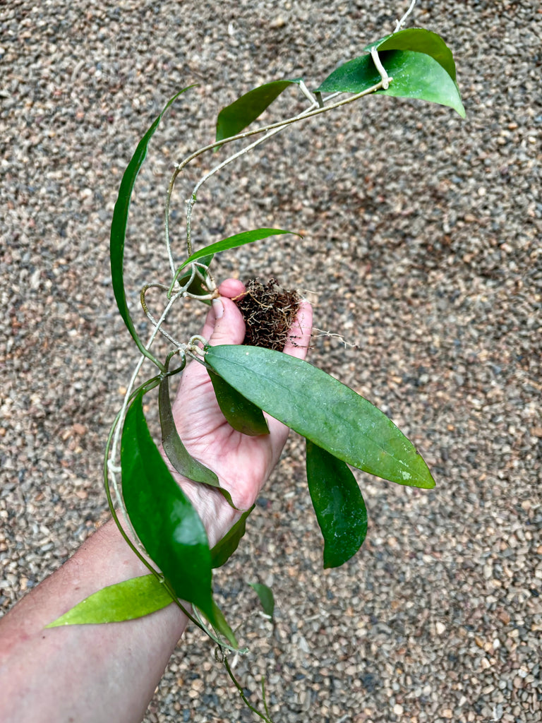 Hoya sp. IPPS8898  IML 1391 H119