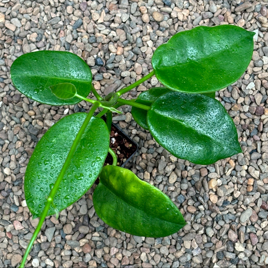 Hoya 'Ruthie' H349