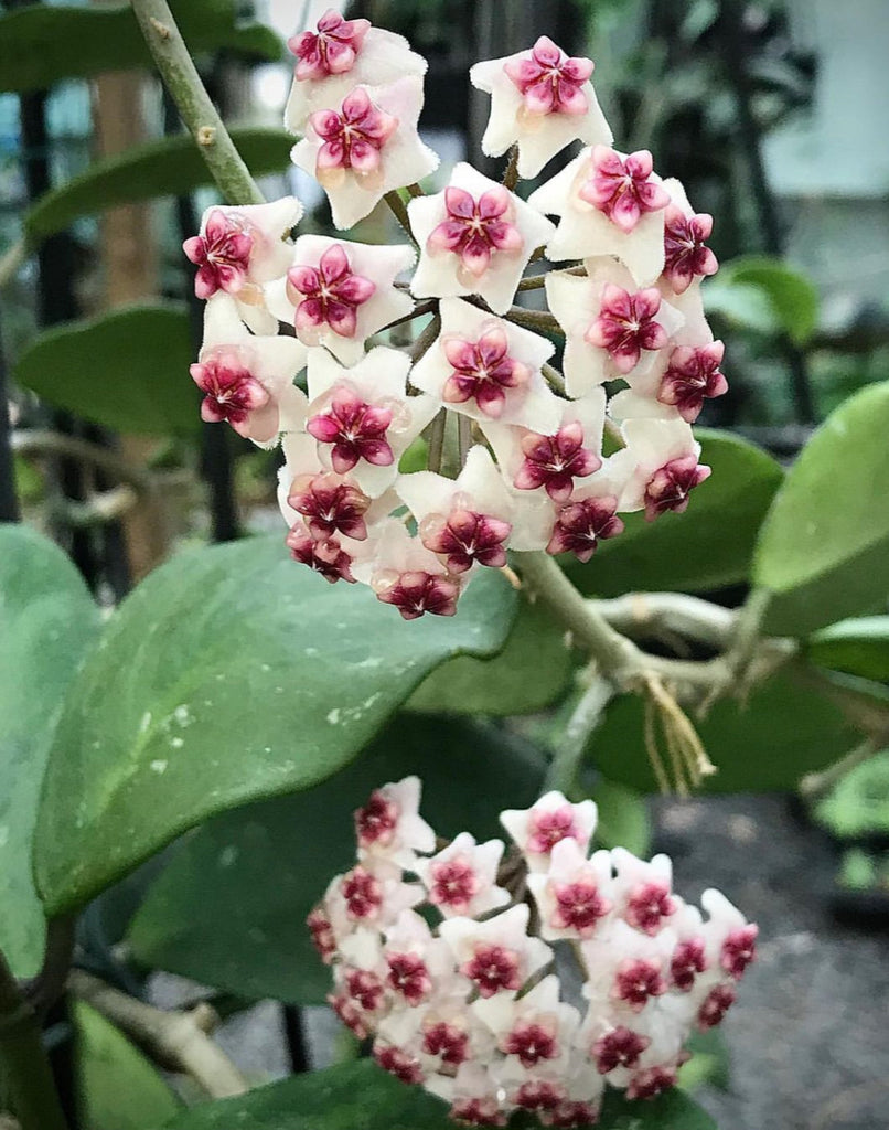 Hoya obovata H18