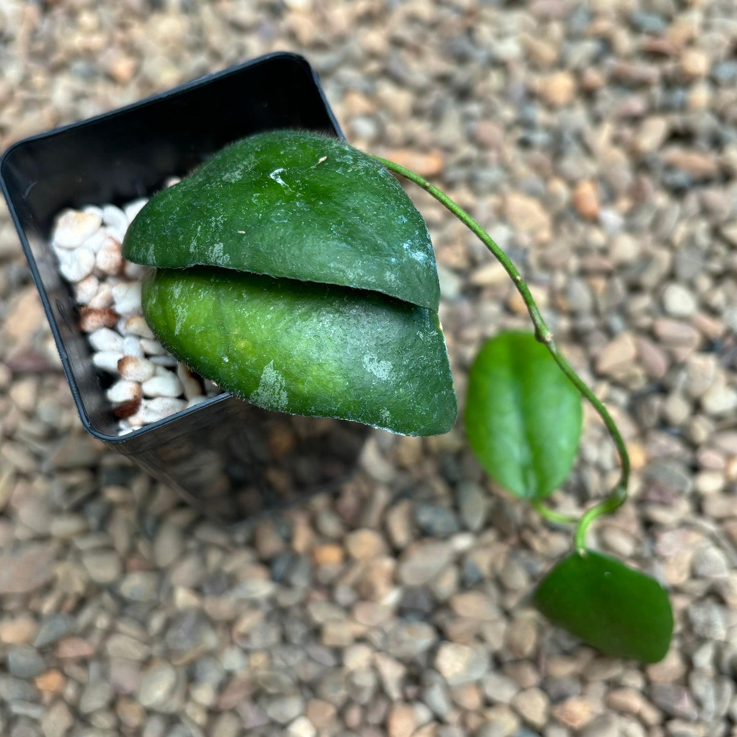 Hoya caudata Tioman Is. IML 1687 H51