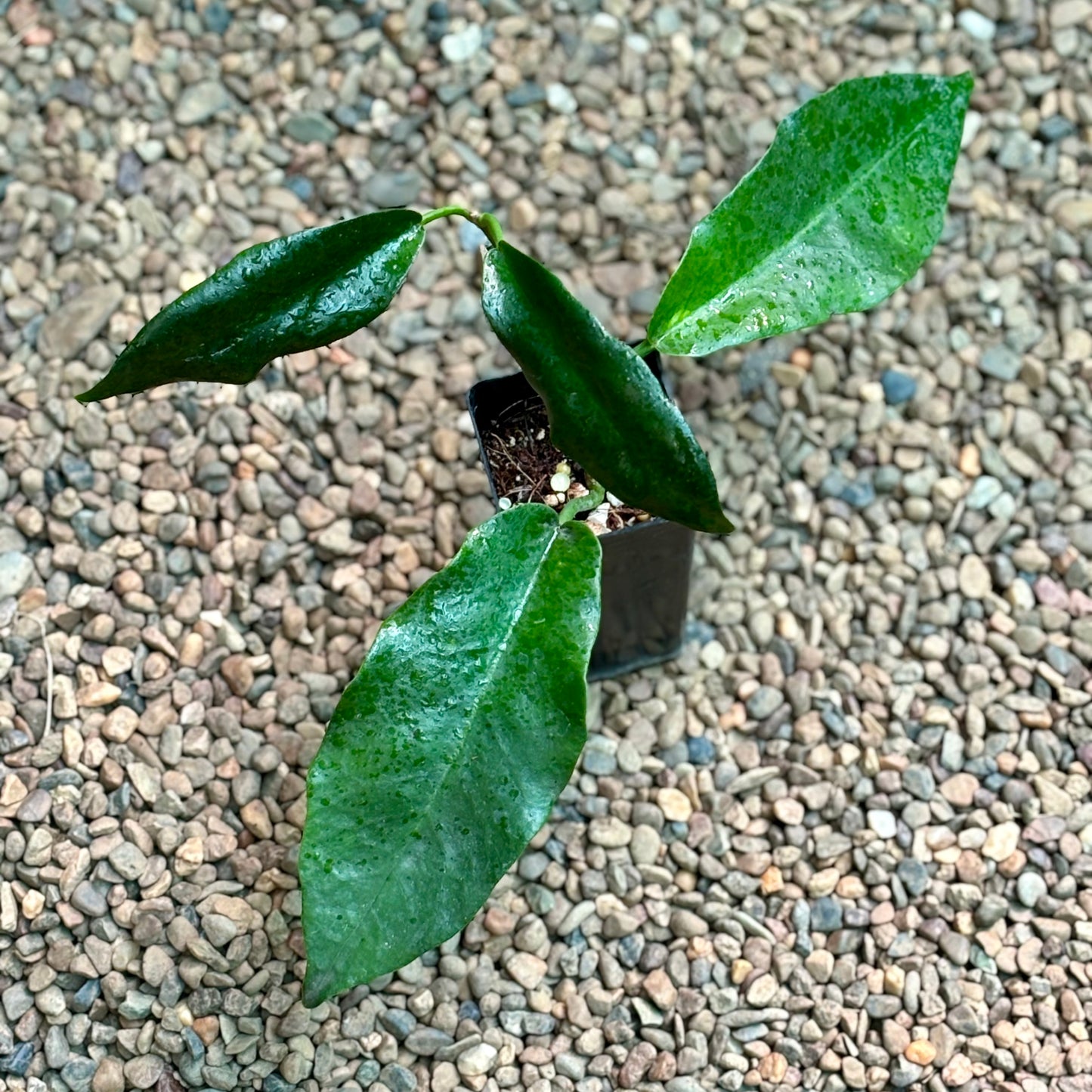 Hoya liddleana H263