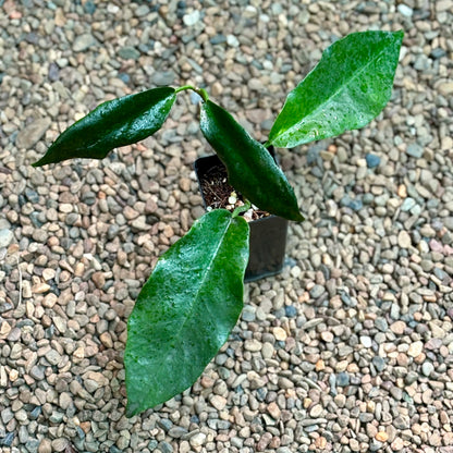 Hoya liddleana H263