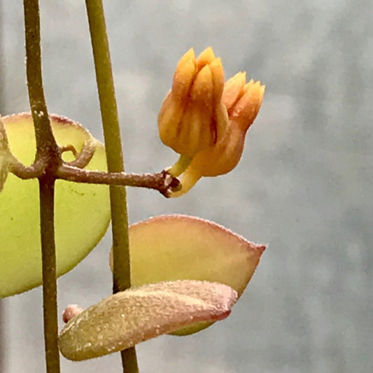 Dischidia ovata - tiny leaf IML 0549 D12