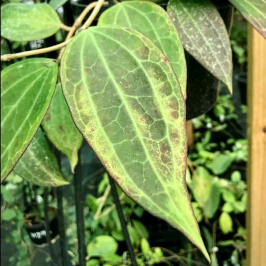 Hoya aff. latifolia H290