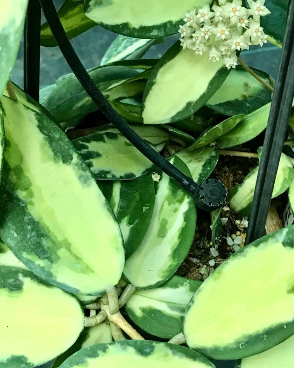 Hoya verticillata variegata IML 1578 H92
