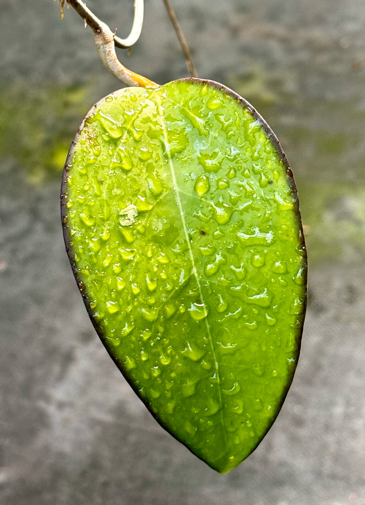 Hoya fuscomarginata H22