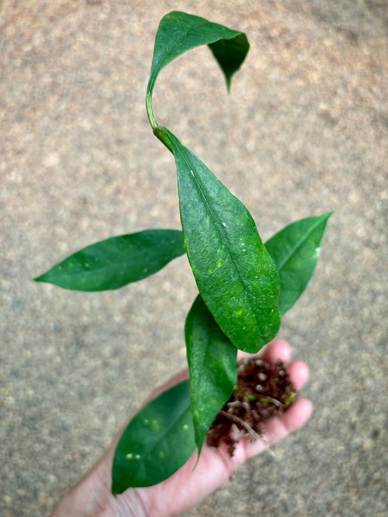 Hoya telosmoides IML 1747 H86