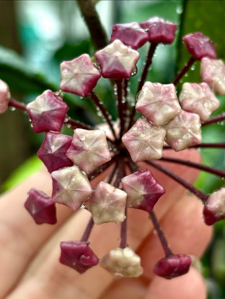 Hoya obovata (chimera) H194