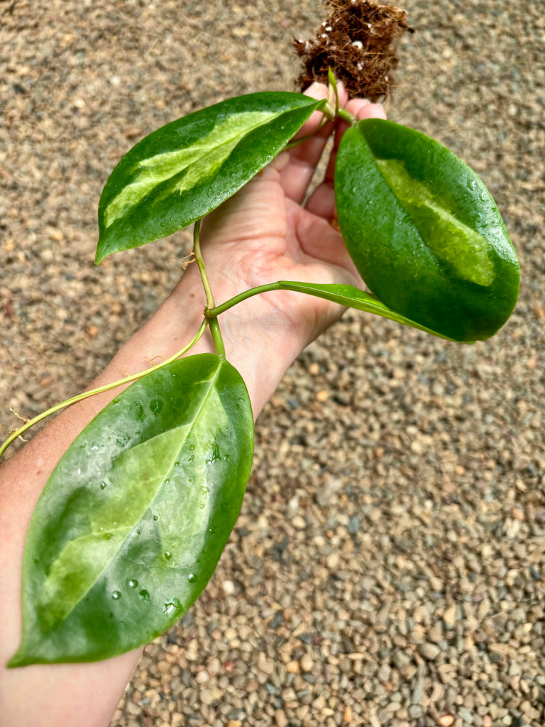 Hoya incrassata 'Moonshadow' H371