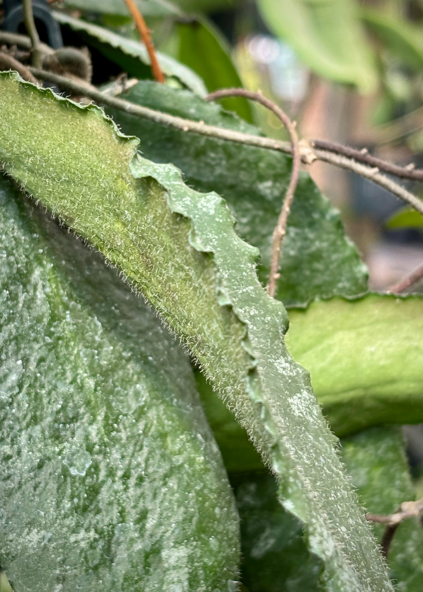 Hoya caudata v crassifolia H200