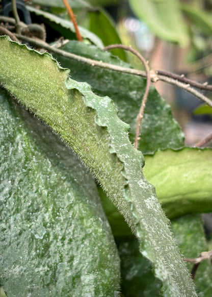 Hoya caudata v crassifolia H200
