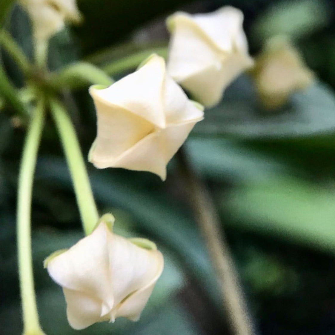 Hoya albiflora H177
