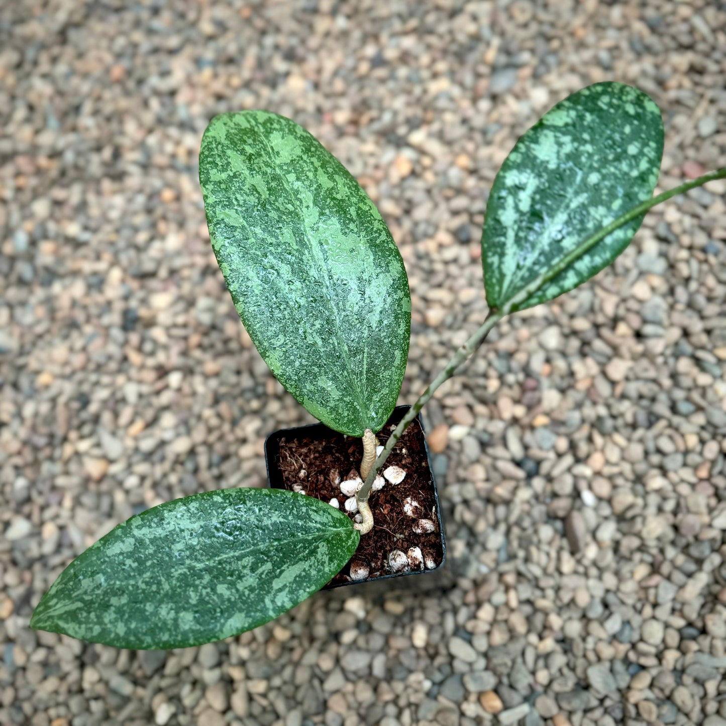 Hoya wibergiae IML 1618 H91