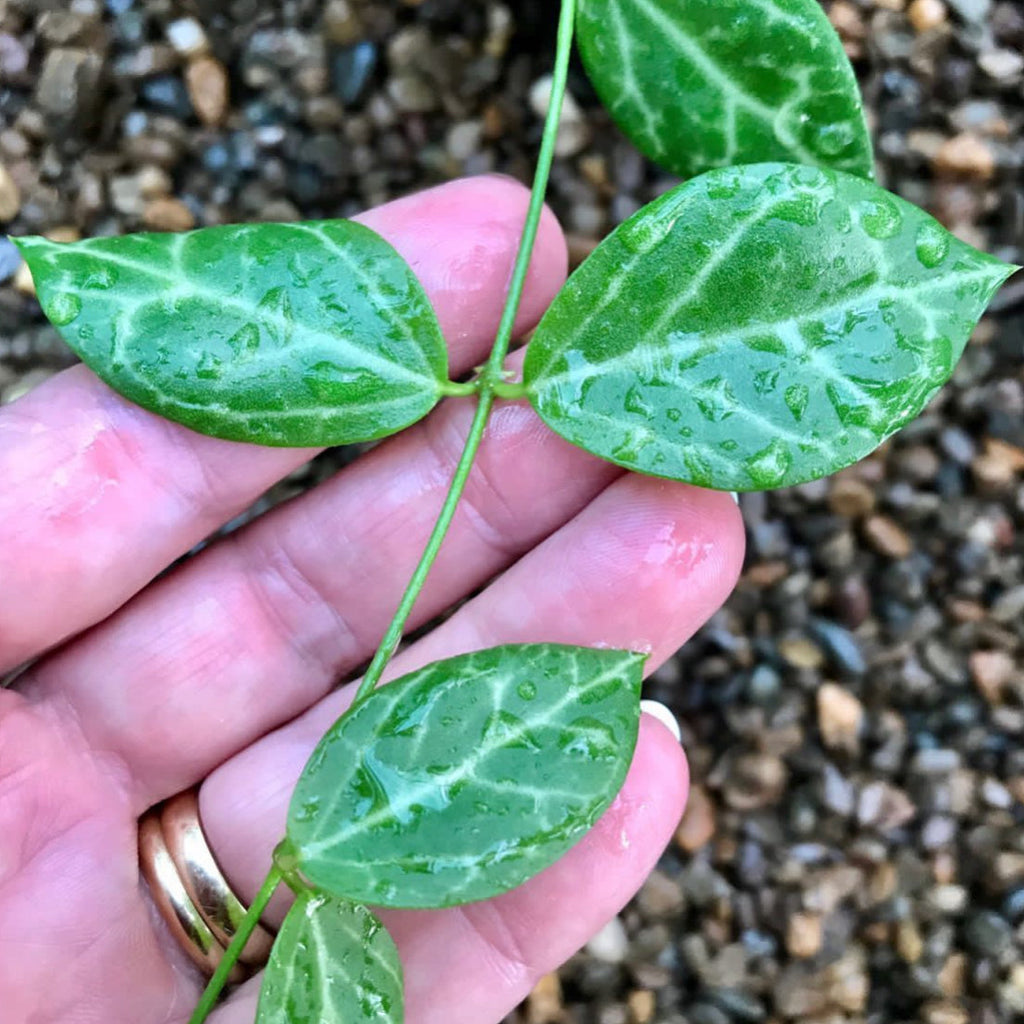 Dischidia ovata - large leaf D25