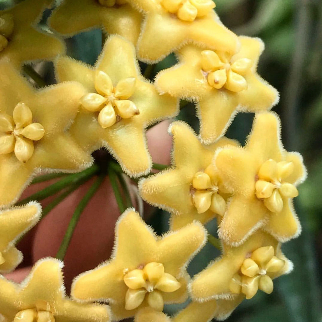 Hoya ischnopus H145