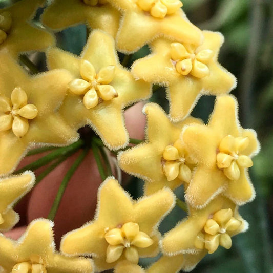 Hoya ischnopus H145
