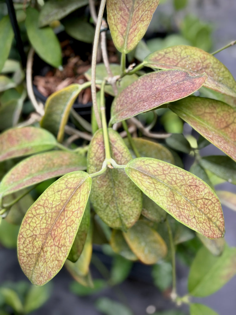 Hoya albiflora H177