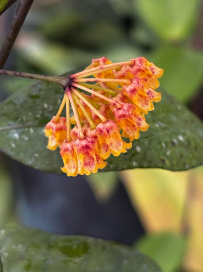 Hoya amicabilis H447