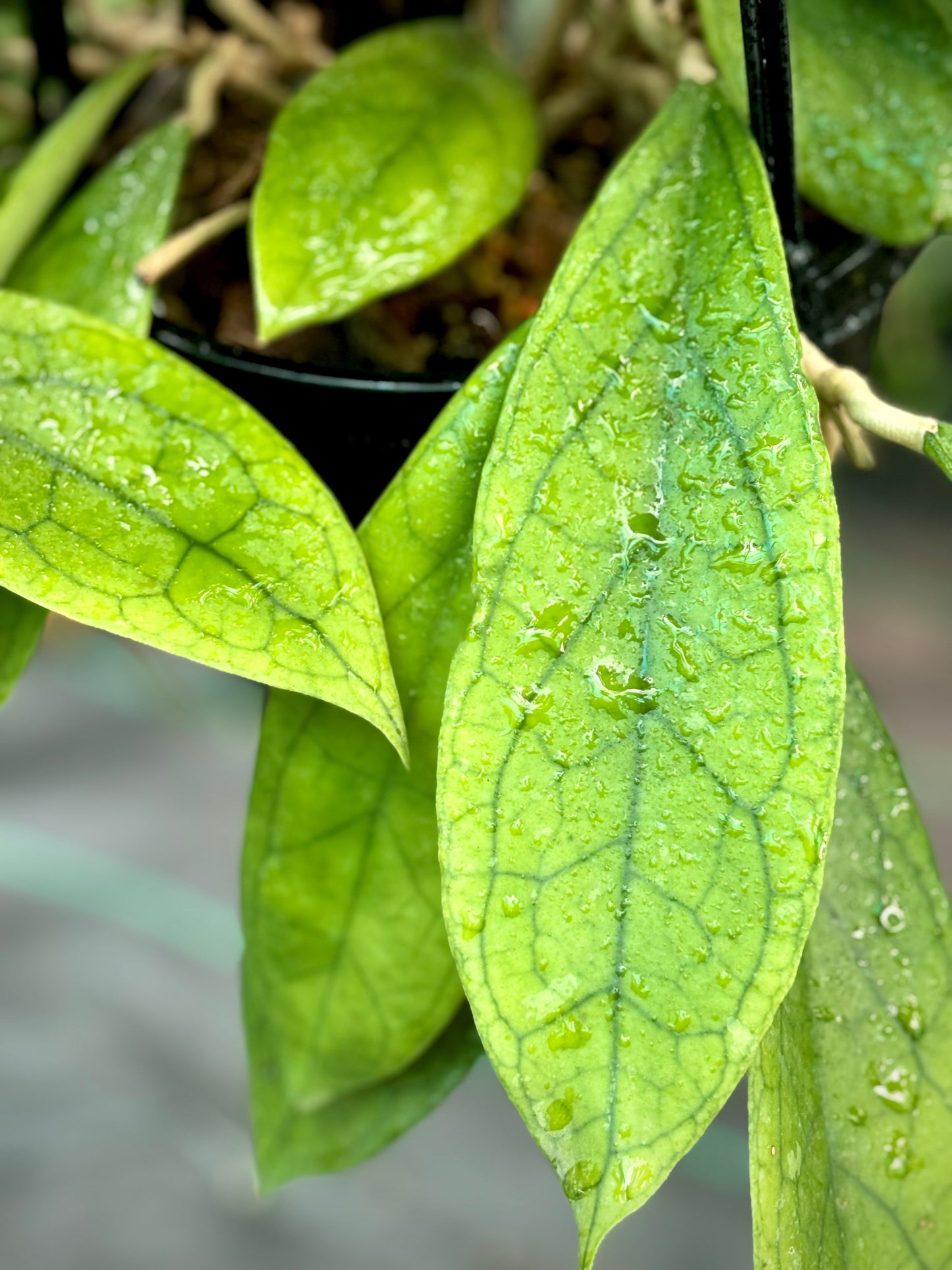 Hoya finlaysonii H265