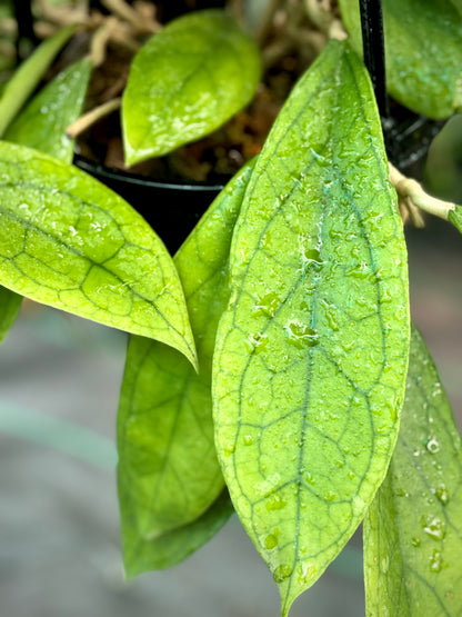 Hoya finlaysonii H265