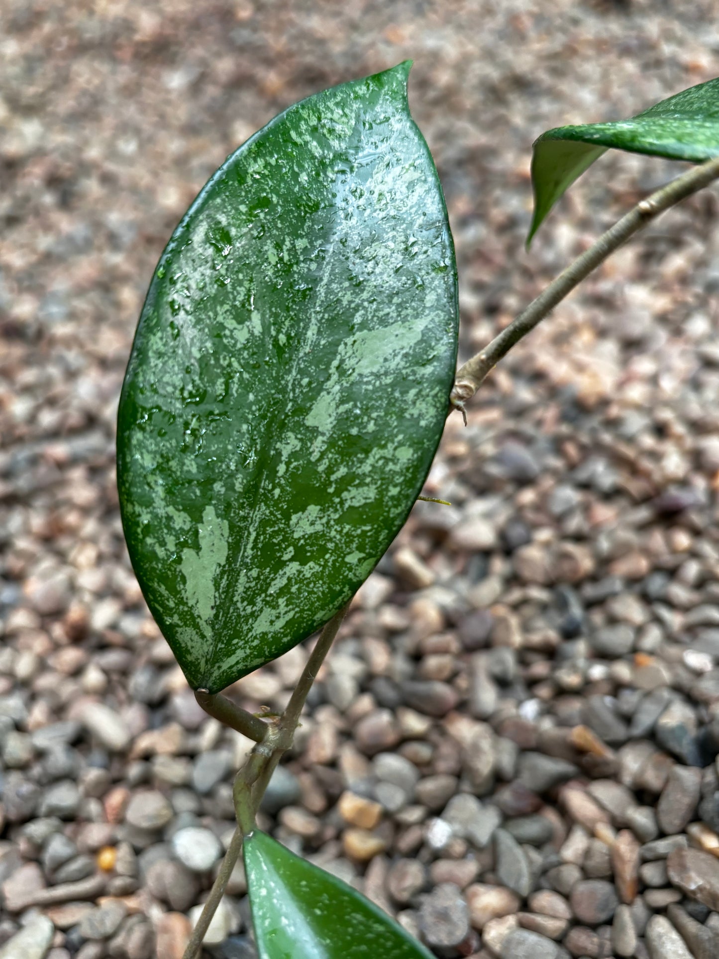 Hoya Snow Cui XQ 03 H475
