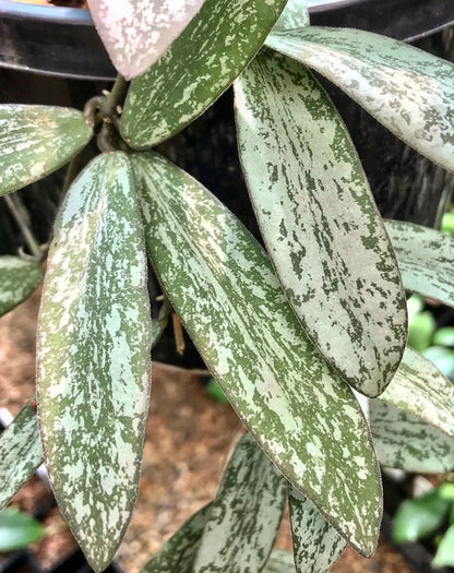 Hoya sigillatis IML 1601 H131