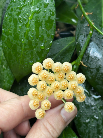 Hoya aff. lacunosa 'giant' IML 1813 H62