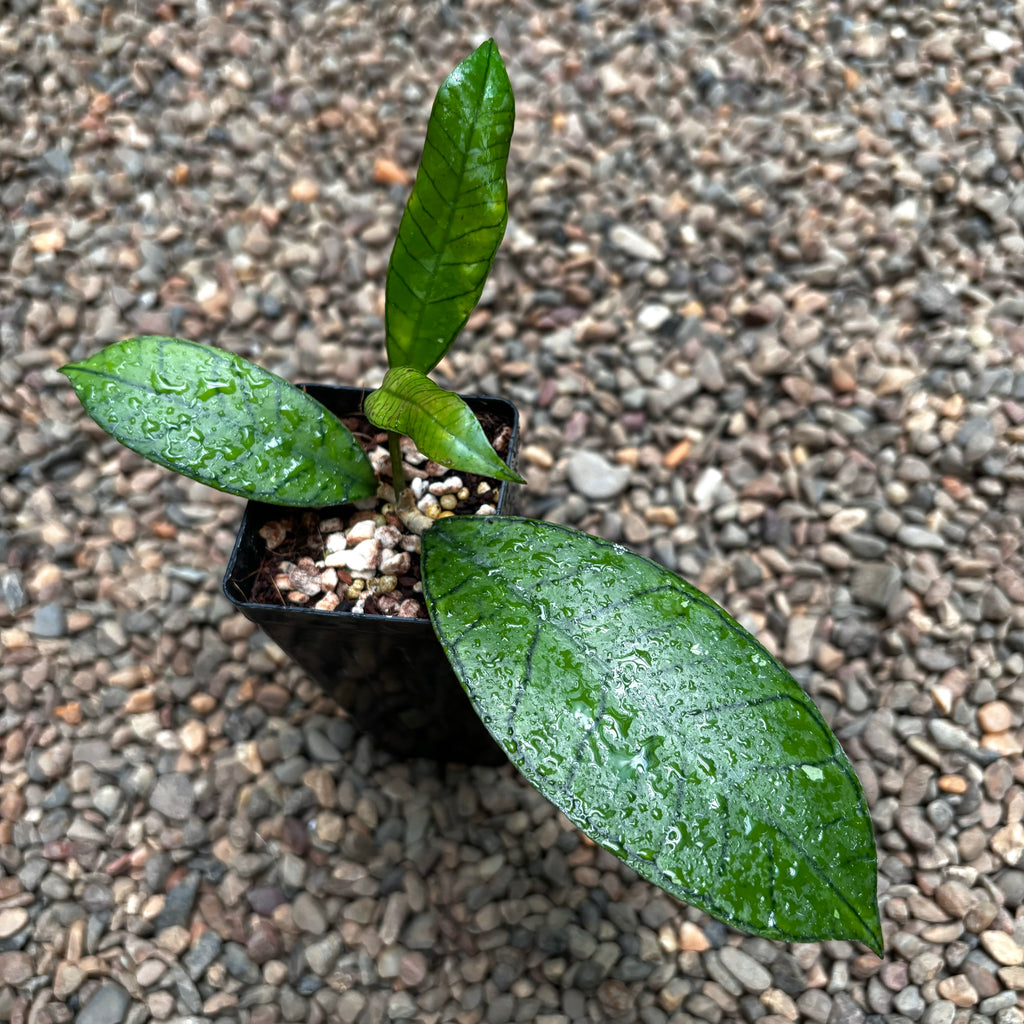 Hoya sp. Gunung Gading H348